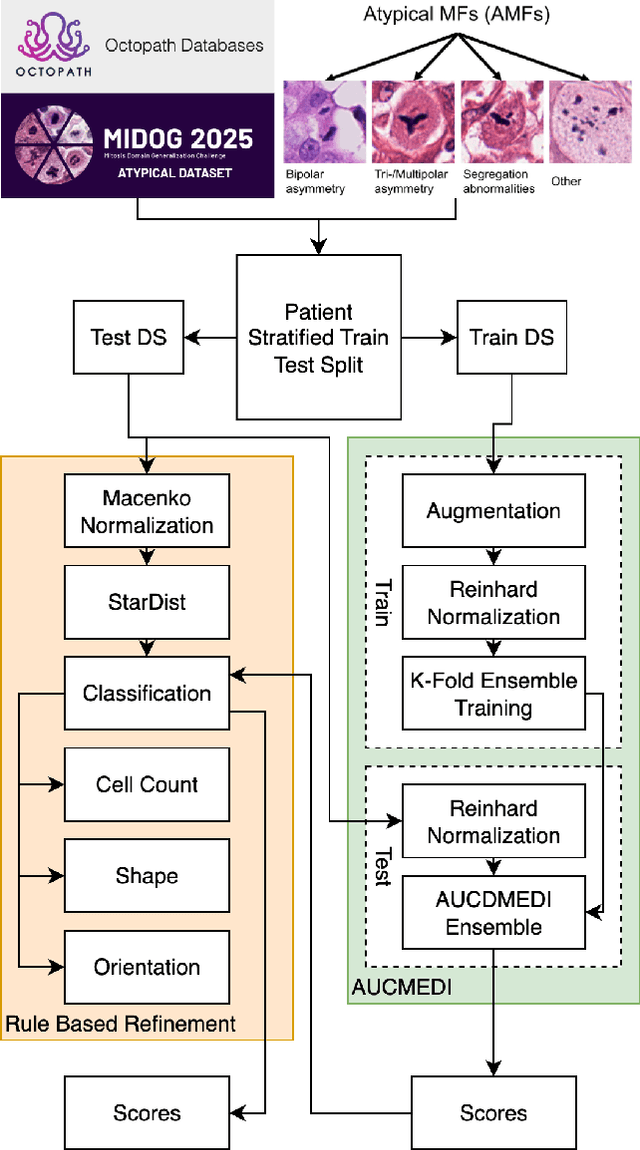 Figure 1 for Classifying Mitotic Figures in the MIDOG25 Challenge with Deep Ensemble Learning and Rule Based Refinement