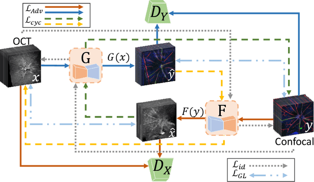 Figure 1 for The Quest for Early Detection of Retinal Disease: 3D CycleGAN-based Translation of Optical Coherence Tomography into Confocal Microscopy