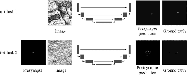 Figure 4 for An Out-of-Domain Synapse Detection Challenge for Microwasp Brain Connectomes