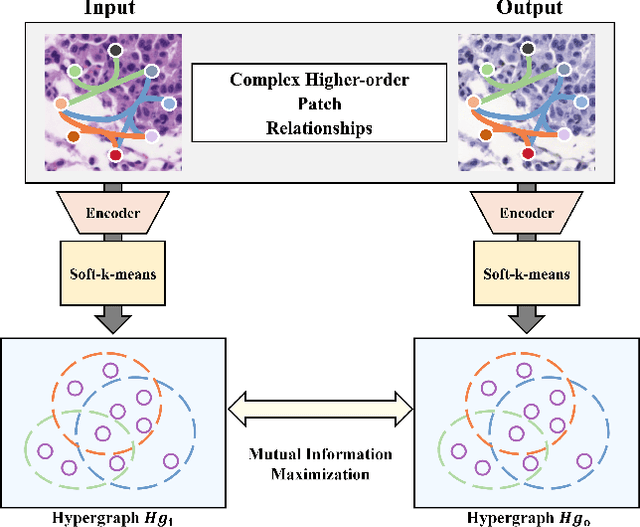 Figure 1 for Patch-Wise Hypergraph Contrastive Learning with Dual Normal Distribution Weighting for Multi-Domain Stain Transfer