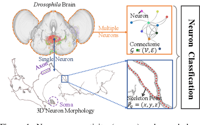 Figure 1 for Joint Learning Neuronal Skeleton and Brain Circuit Topology with Permutation Invariant Encoders for Neuron Classification