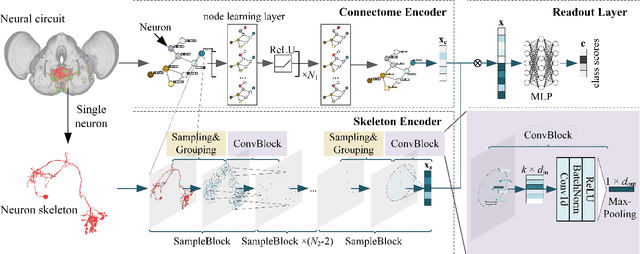 Figure 3 for Joint Learning Neuronal Skeleton and Brain Circuit Topology with Permutation Invariant Encoders for Neuron Classification