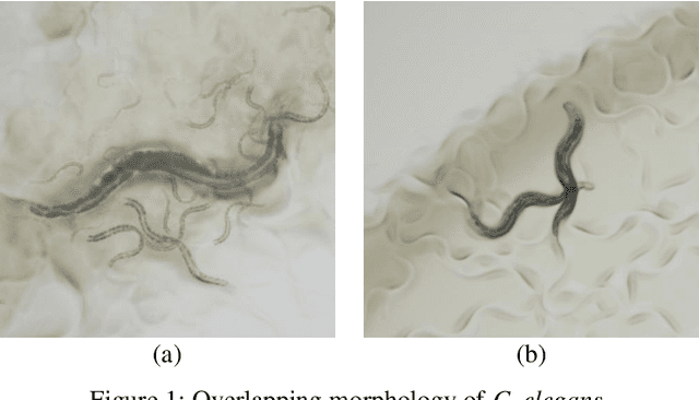 Figure 1 for A Bilayer Segmentation-Recombination Network for Accurate Segmentation of Overlapping C. elegans