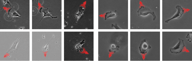 Figure 1 for Single Image Estimation of Cell Migration Direction by Deep Circular Regression