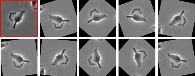 Figure 4 for Single Image Estimation of Cell Migration Direction by Deep Circular Regression