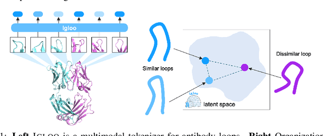 Figure 1 for Tokenizing Loops of Antibodies