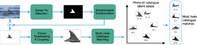 Figure 3 for Towards Automatic Cetacean Photo-Identification: A Framework for Fine-Grain, Few-Shot Learning in Marine Ecology