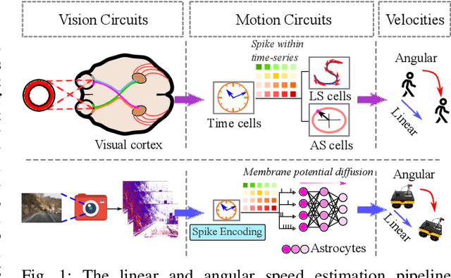 Figure 1 for NeuroVE: Brain-inspired Linear-Angular Velocity Estimation with Spiking Neural Networks