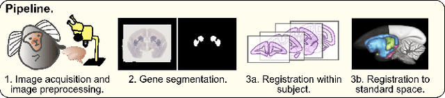 Figure 1 for An automated pipeline to create an atlas of in situ hybridization gene expression data in the adult marmoset brain