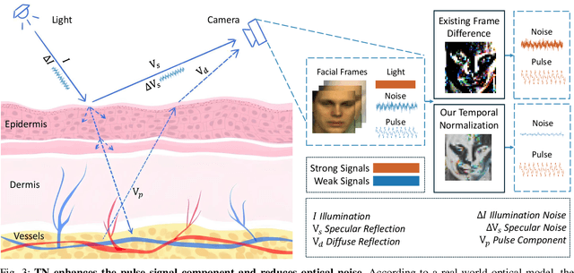 Figure 3 for A Plug-and-Play Temporal Normalization Module for Robust Remote Photoplethysmography