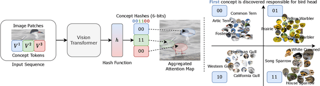 Figure 1 for ConceptHash: Interpretable Fine-Grained Hashing via Concept Discovery