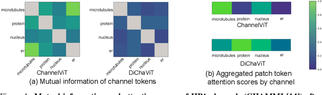 Figure 1 for Enhancing Feature Diversity Boosts Channel-Adaptive Vision Transformers