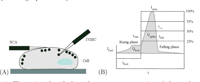 Figure 1 for Tree-Based Learning on Amperometric Time Series Data Demonstrates High Accuracy for Classification