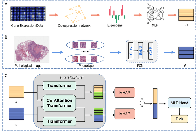 Figure 2 for TTMFN: Two-stream Transformer-based Multimodal Fusion Network for Survival Prediction