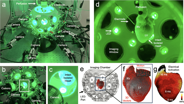 Figure 1 for Panoramic Voltage-Sensitive Optical Mapping of Contracting Hearts using Cooperative Multi-View Motion Tracking with 12 to 24 Cameras