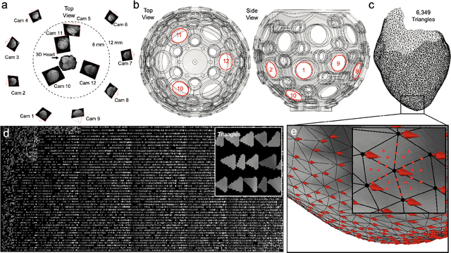 Figure 3 for Panoramic Voltage-Sensitive Optical Mapping of Contracting Hearts using Cooperative Multi-View Motion Tracking with 12 to 24 Cameras