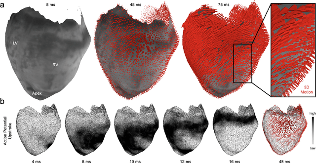 Figure 4 for Panoramic Voltage-Sensitive Optical Mapping of Contracting Hearts using Cooperative Multi-View Motion Tracking with 12 to 24 Cameras