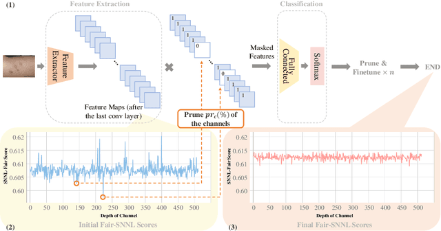 Figure 1 for Achieving Fairness Through Channel Pruning for Dermatological Disease Diagnosis