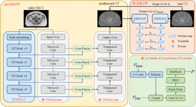 Figure 1 for DINOv3-Guided Cross Fusion Framework for Semantic-aware CT generation from MRI and CBCT