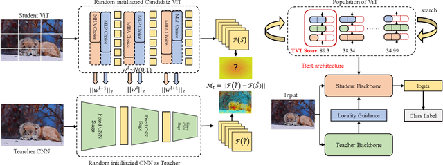 Figure 3 for TVT: Training-Free Vision Transformer Search on Tiny Datasets