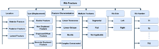 Figure 3 for Fine-Grained Rib Fracture Diagnosis with Hyperbolic Embeddings: A Detailed Annotation Framework and Multi-Label Classification Model