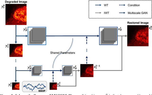 Figure 3 for Multi-scale Conditional Generative Modeling for Microscopic Image Restoration