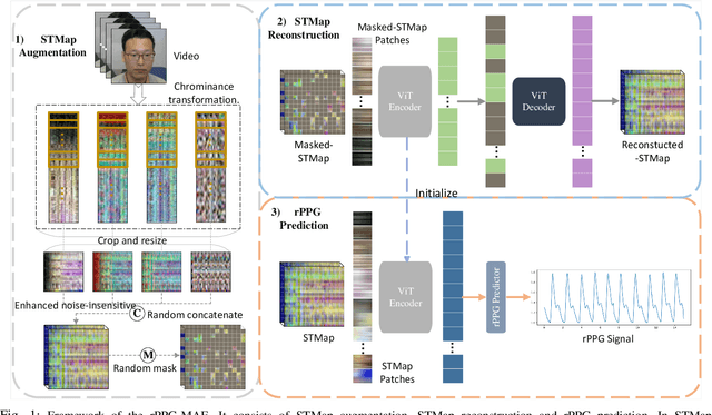 Figure 1 for rPPG-MAE: Self-supervised Pre-training with Masked Autoencoders for Remote Physiological Measurement