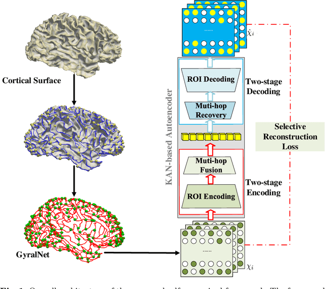 Figure 1 for Using Structural Similarity and Kolmogorov-Arnold Networks for Anatomical Embedding of 3-hinge Gyrus