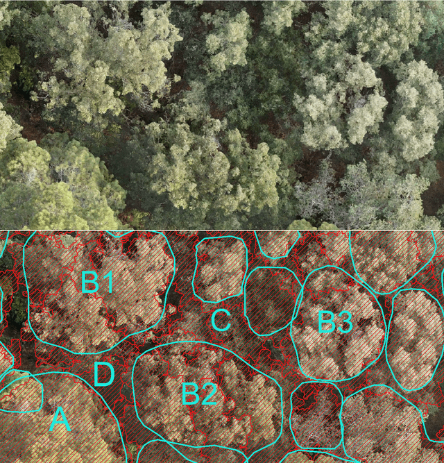 Figure 3 for Manual Labelling Artificially Inflates Deep Learning-Based Segmentation Performance on RGB Images of Closed Canopy: Validation Using TLS