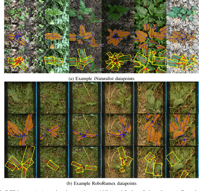 Figure 3 for Zoom in on the Plant: Fine-grained Analysis of Leaf, Stem and Vein Instances