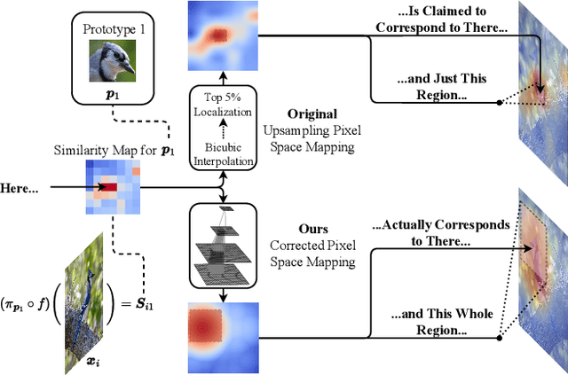 Figure 1 for Pixel-Grounded Prototypical Part Networks