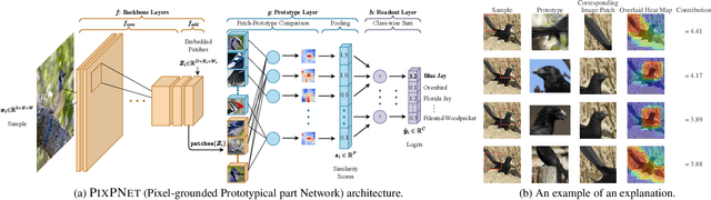 Figure 3 for Pixel-Grounded Prototypical Part Networks