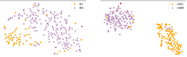 Figure 4 for ProtoDiv: Prototype-guided Division of Consistent Pseudo-bags for Whole-slide Image Classification