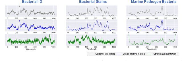 Figure 4 for Self-Calibrated Dual Contrasting for Annotation-Efficient Bacteria Raman Spectroscopy Clustering and Classification