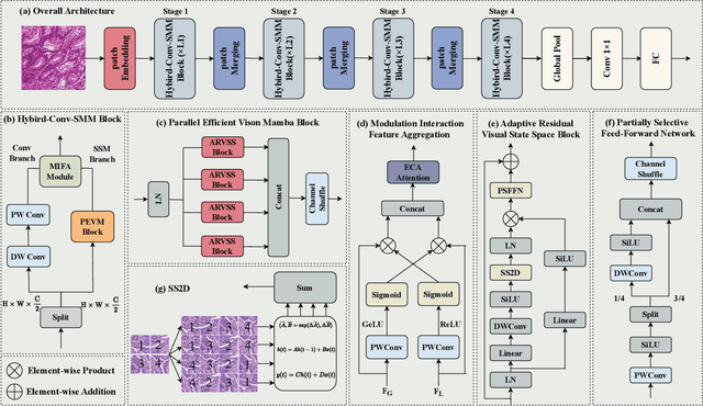 Figure 1 for Microscopic-Mamba: Revealing the Secrets of Microscopic Images with Just 4M Parameters