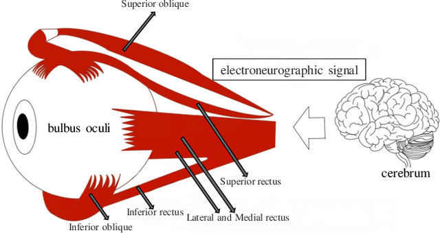 Figure 1 for EmMixformer: Mix transformer for eye movement recognition