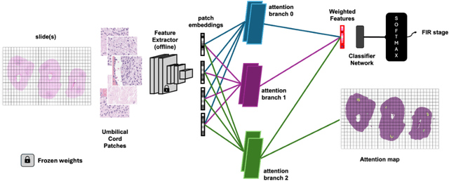 Figure 3 for Deep Learning for Fetal Inflammatory Response Diagnosis in the Umbilical Cord