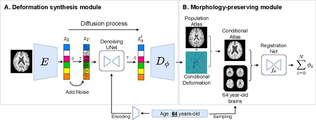 Figure 1 for Diff-Def: Diffusion-Generated Deformation Fields for Conditional Atlases