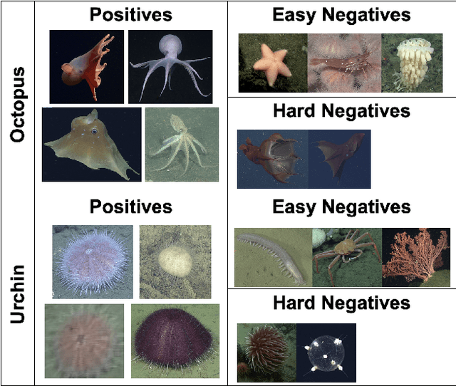 Figure 3 for FathomVerse: A community science dataset for ocean animal discovery