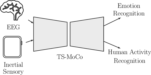 Figure 1 for TS-MoCo: Time-Series Momentum Contrast for Self-Supervised Physiological Representation Learning