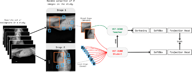 Figure 1 for VET-DINO: Learning Anatomical Understanding Through Multi-View Distillation in Veterinary Imaging