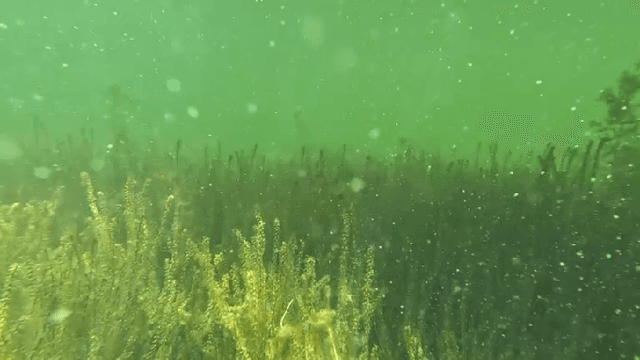 Figure 4 for Human-Robot Collaboration System Setup for Weed Harvesting Scenarios in Aquatic Lakes