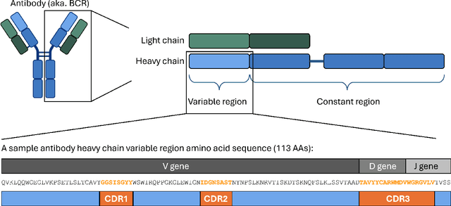 Figure 1 for Exploring Protein Language Model Architecture-Induced Biases for Antibody Comprehension