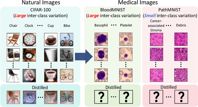 Figure 1 for Dataset Distillation in Medical Imaging: A Feasibility Study