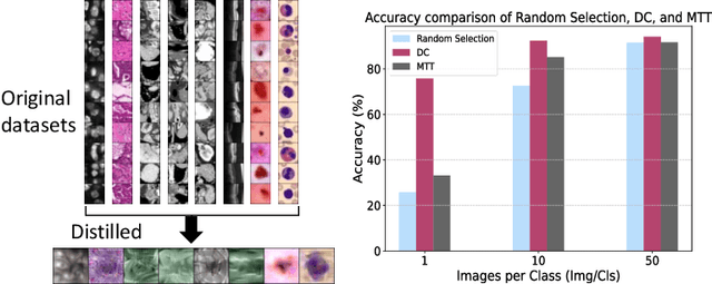 Figure 4 for Dataset Distillation in Medical Imaging: A Feasibility Study