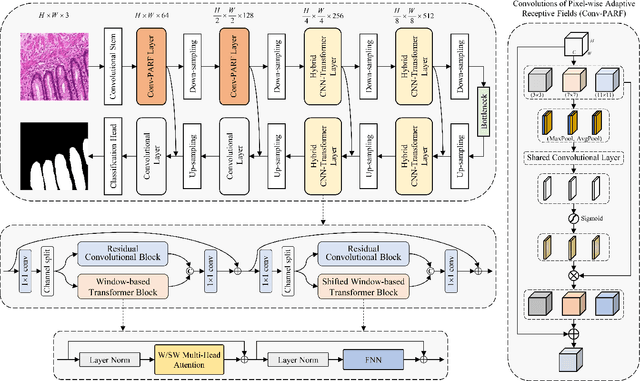 Figure 1 for PARF-Net: integrating pixel-wise adaptive receptive fields into hybrid Transformer-CNN network for medical image segmentation