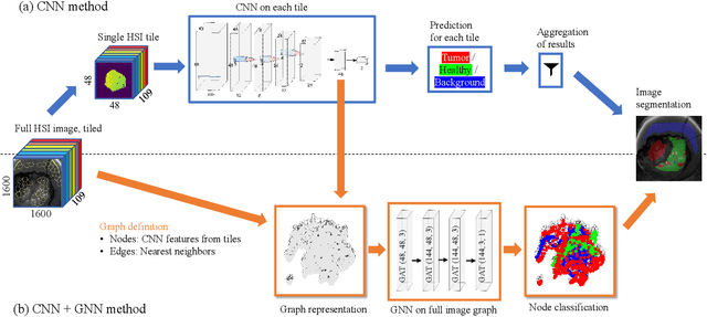 Figure 1 for Robust Tumor Segmentation with Hyperspectral Imaging and Graph Neural Networks