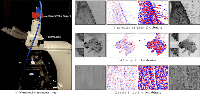 Figure 3 for Neuromorphic Imaging with Super-Resolution