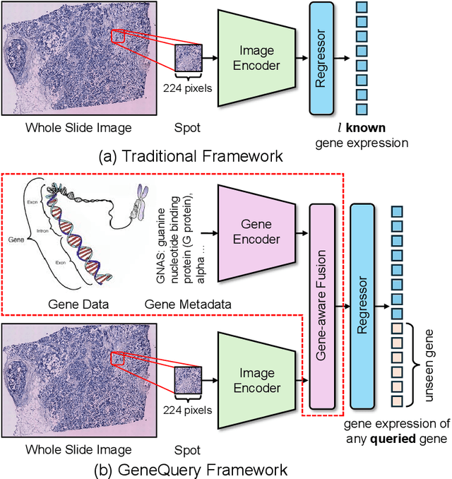 Figure 1 for GeneQuery: A General QA-based Framework for Spatial Gene Expression Predictions from Histology Images