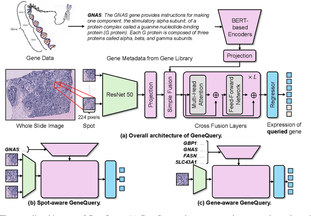 Figure 3 for GeneQuery: A General QA-based Framework for Spatial Gene Expression Predictions from Histology Images